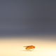 IMLER/MEIGNIN lab's avatar